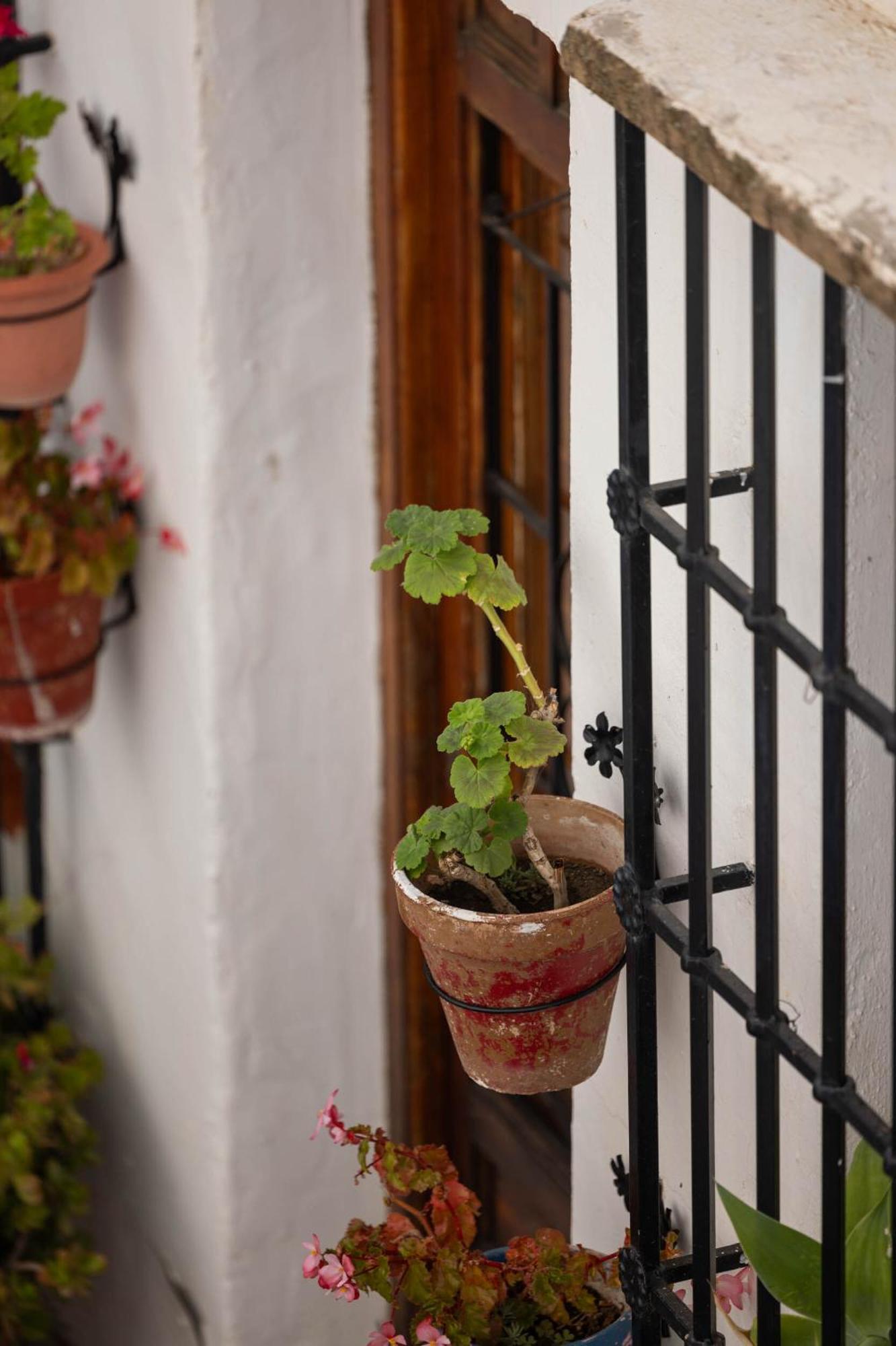 Olive & Ivy Guesthouse Canillas de Aceituno Buitenkant foto